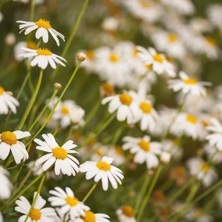 Vakantiehuis Retrovisiit Leili Palade