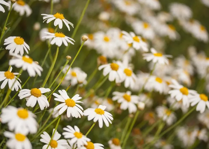 Dom wakacyjny Retrovisiit Leili Palade